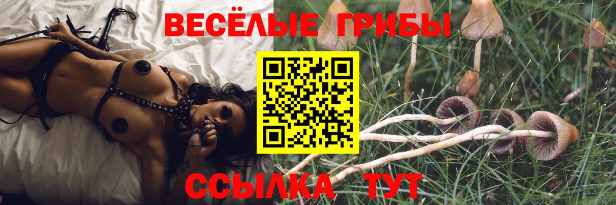 Балахна  Псилоцибиновые грибы Cubensis  Вход с VPN 